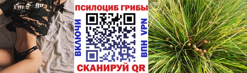 купить наркотики сайты Алексеевка Псилоцибиновые грибы Cubensis